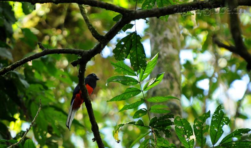 Centro America,  Corcovado, Costa Rica, fotografia naturalistica