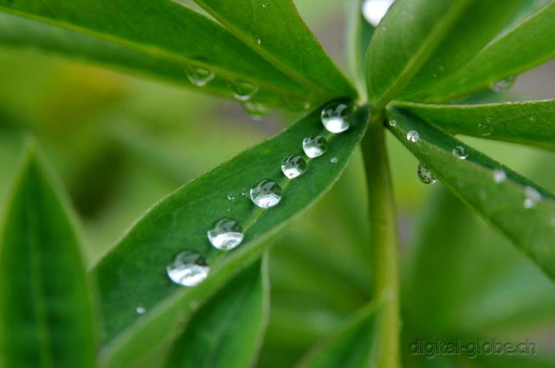 Gocce, piogia, fiore, fotografia, macro, Natura, Poschiavo, Svizzera