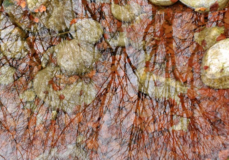 Riflessi, acqua, autunno, alberi, Ticino, Verzasca, fotografia naturalistica, natura