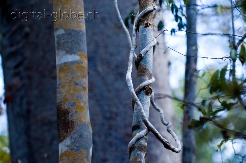 Colori, liana, foresta, Madagascar, fotografia