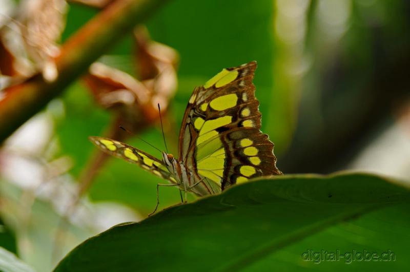 Monte Verde, Costa Rica, Centro America, fotografia naturalisitica