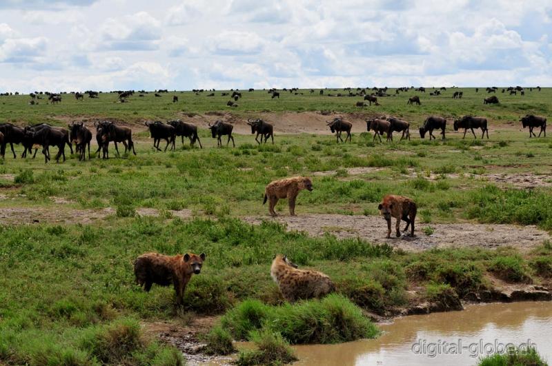 Serengeti