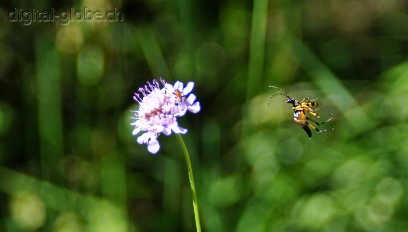 Insetto, volo, atterraggio, fotografia, natura, macro, Natura, Poschiavo, Svizzera