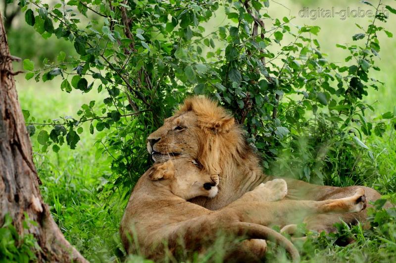 Tarangire, Tanzania, fotografia, natura