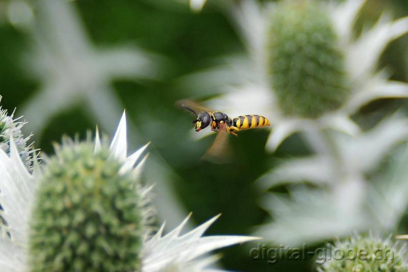 Aare, Berna, Svizzera, fiume, fotografia naturalistica