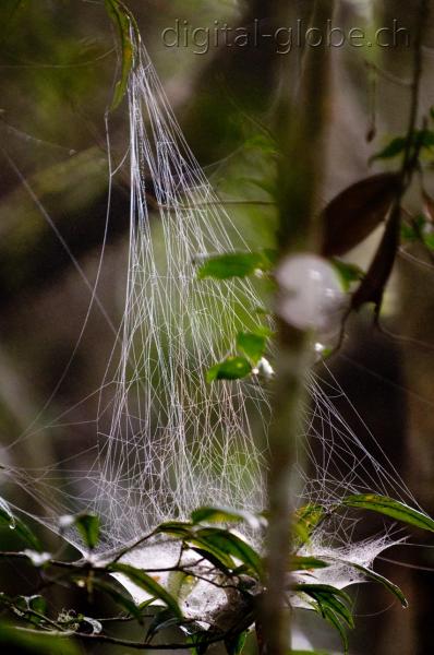 Ragnatela, Kirindiy, Madagascar, fotografia, natura