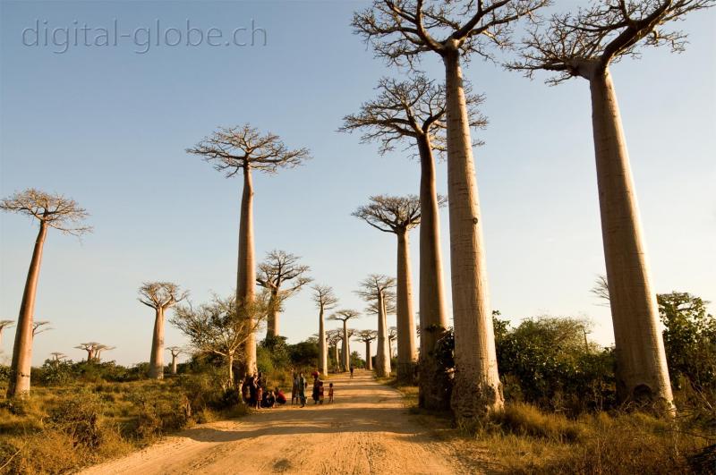 Baobab, Allee des Baobabs, Morondava, Madagascar, fotografia