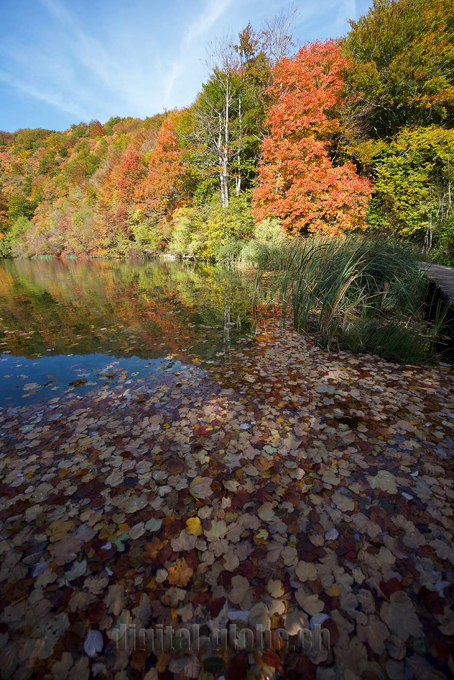 Plitvicka Jezera, Croazia, fotografia, natura, lago, bosco, foresta