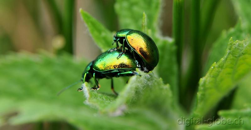 Insetti, fotografia, Poschiavo, Svizzera, Natura