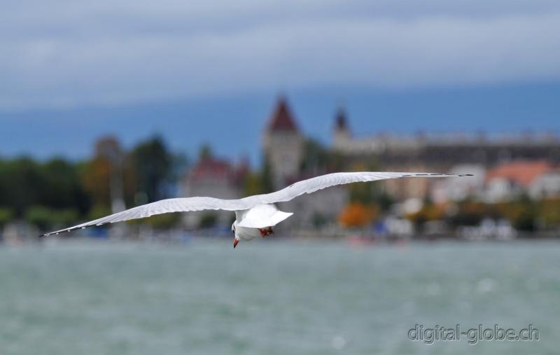 Lausanne Suisse Svizzera Switzerland