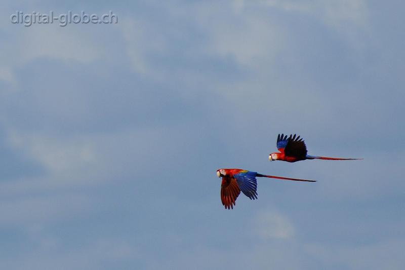 Costa Rica, pappagallo Ara, fotografia naturalisitica