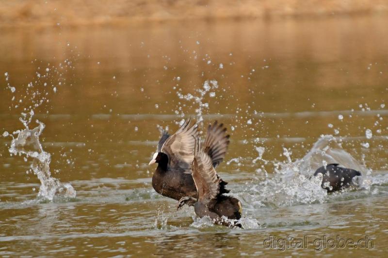 Folaga, Aare, fiume, fotografia naturalistica, uccelli, acquatici