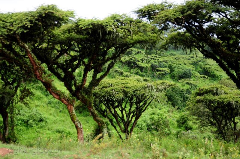 Lago Manyara, Tanzania, fotografia, natura