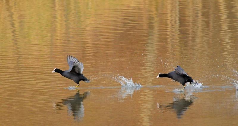 Aare, Berna, Svizzera, fiume, fotografia naturalistica