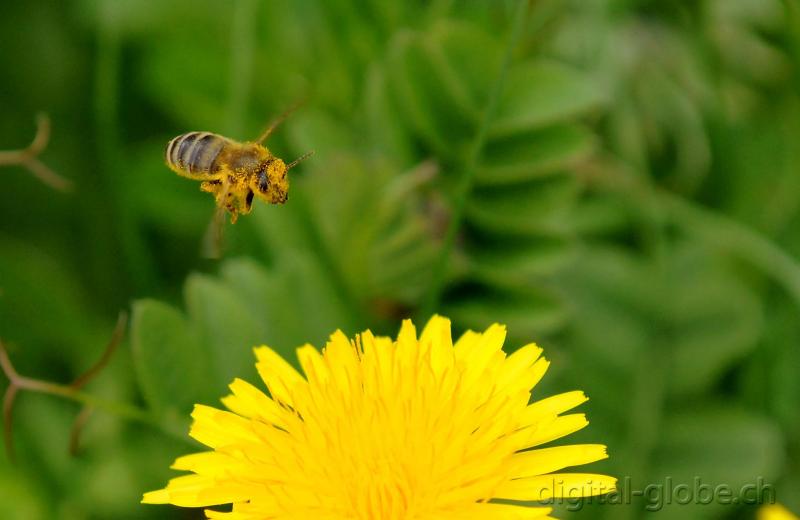 Ape. Insetti, Poschiavo, , Natura, fotografia, macro