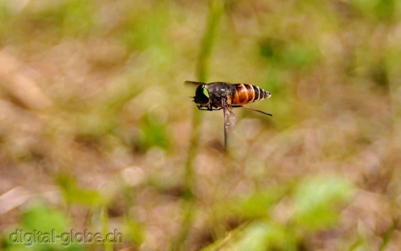 Mosca, volo, macro, fotografia, Natura, Poschiavo, Svizzera