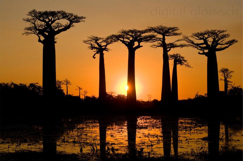Tramonto, Baobab, Allee des Baobabs, Madagascar, fotografia