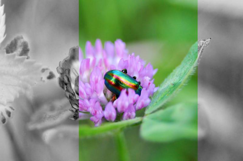 insetto, colore, natura, Poschiavo