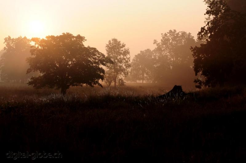 Kanha