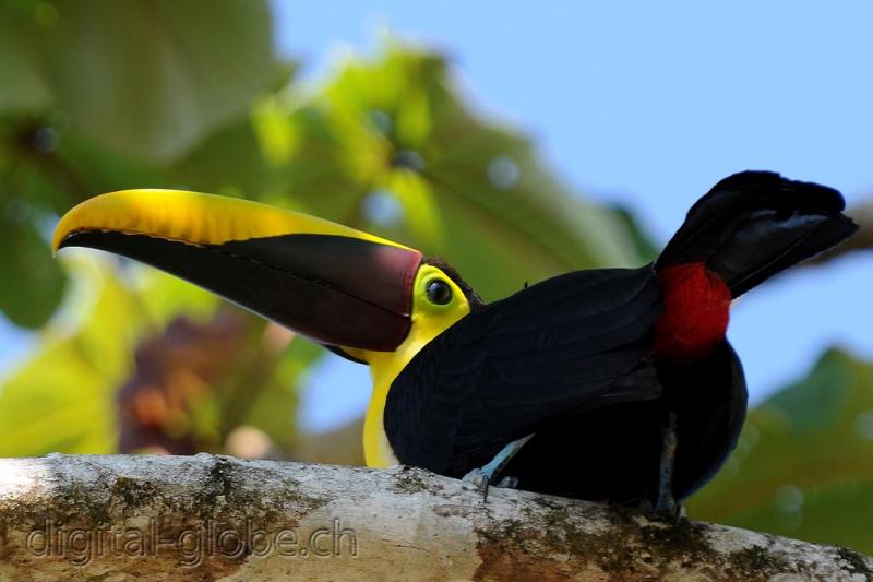 Centro America,  Corcovado, Costa Rica, fotografia naturalistica