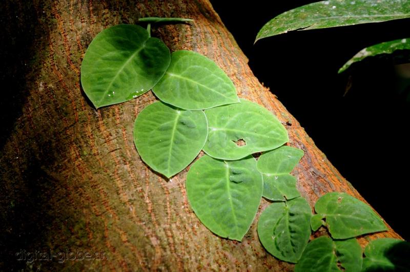 Manuel Antonio, Costa Rica, fotografia naturalisitica