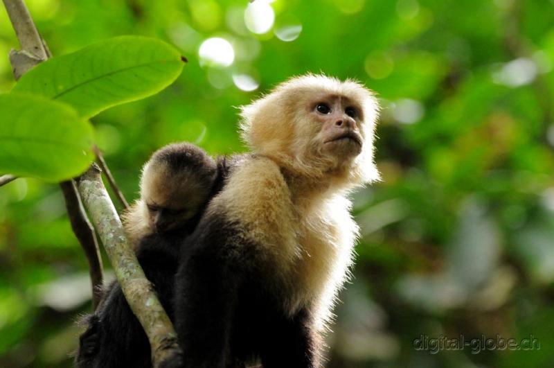 Manuel Antonio, Costa Rica, fotografia naturalisitica