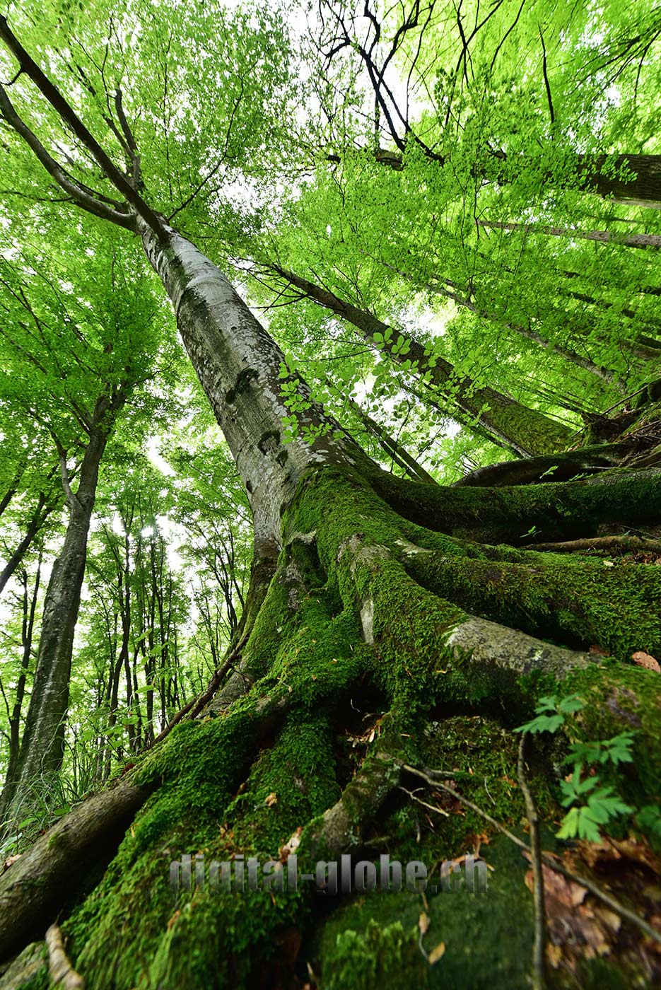 Ticino, fotografia, Verzasca, natura