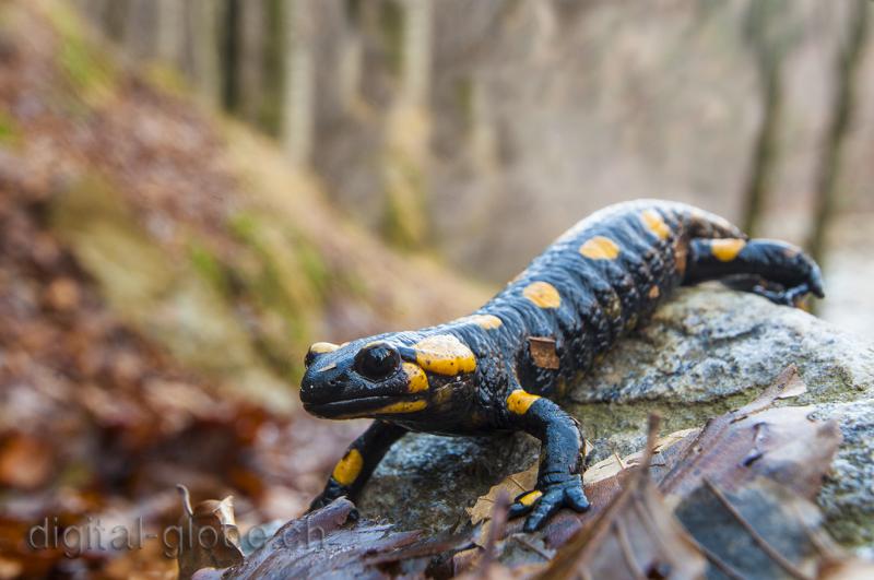 Salamandra, Ticino