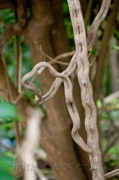 Brasile Amazzonia, fotografia, natura