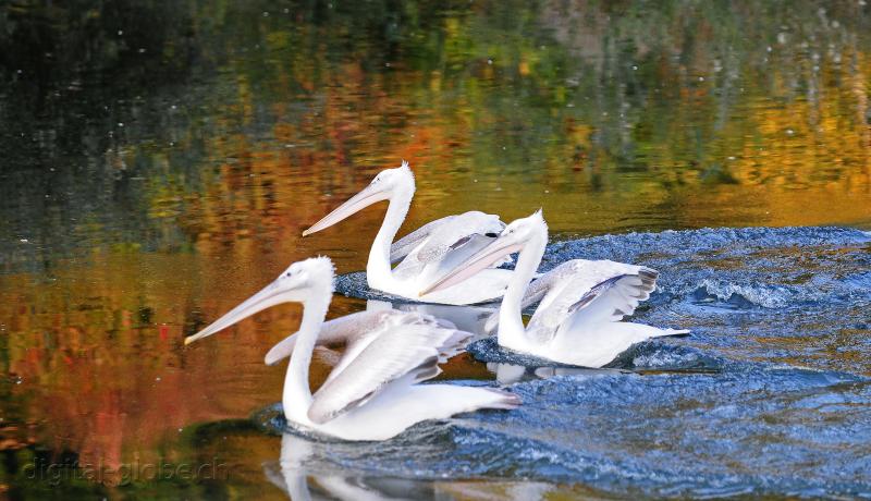 Aare, Berna, Svizzera, fiume, fotografia naturalistica