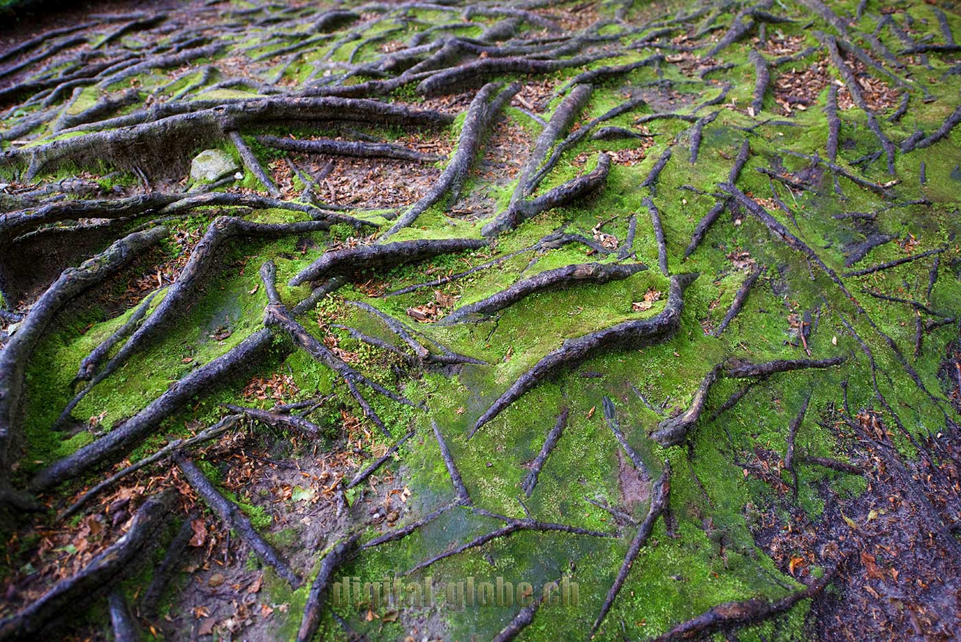 Ticino, fotografia, Verzasca, natura