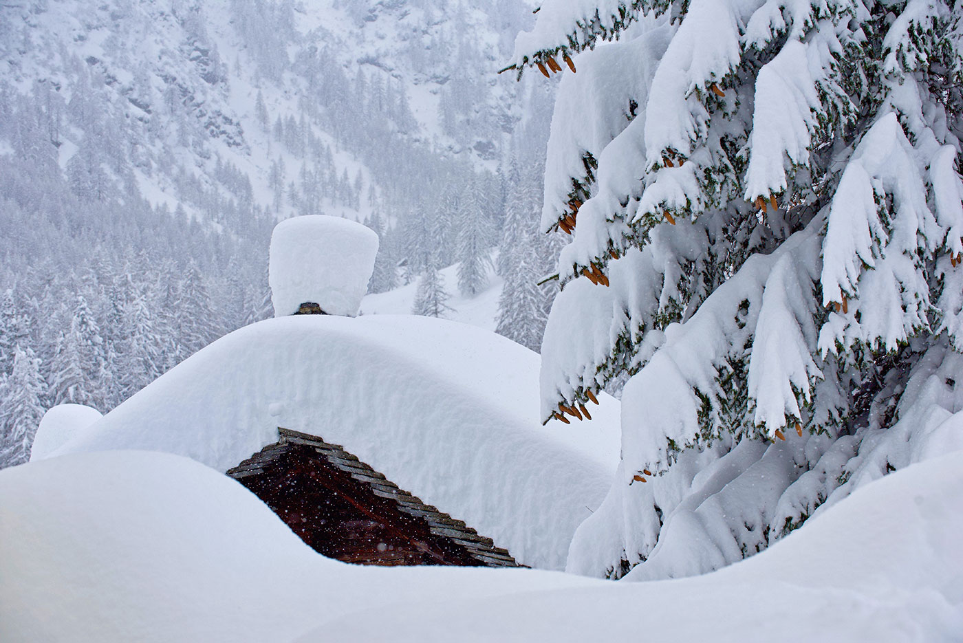 Bosco Gurin, Ticino, inverno, neve, bosco, capanna