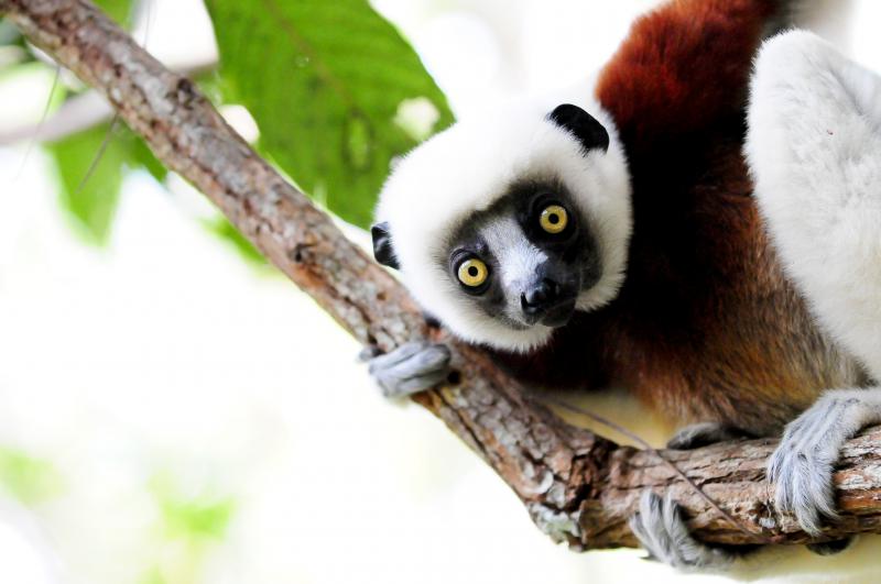 Madagascar, Analamazoatra