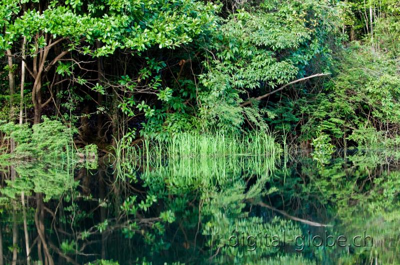 Brasile Amazzonia, fotografia, natura