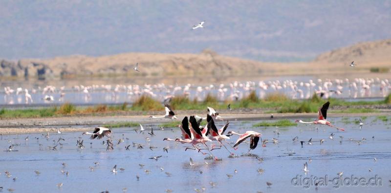 Lago, Natron, Tanzania, fotografia, natura, fauna