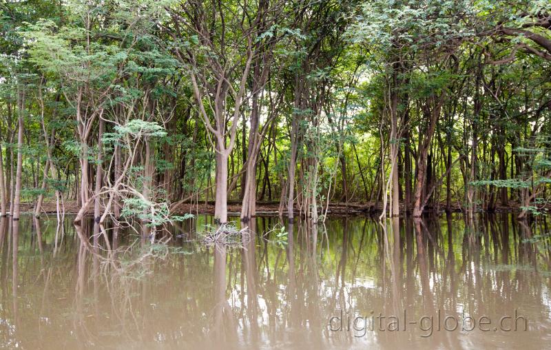 Brasile Amazzonia, fotografia, natura