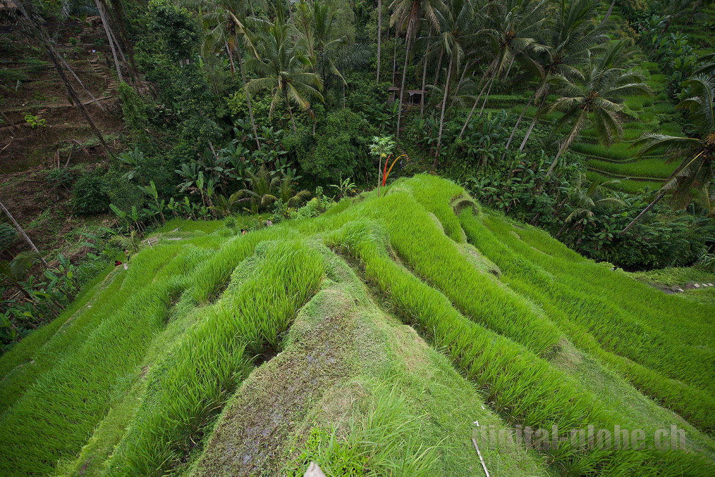 Bali, Indonesia, fotografia, Giordano, Costa