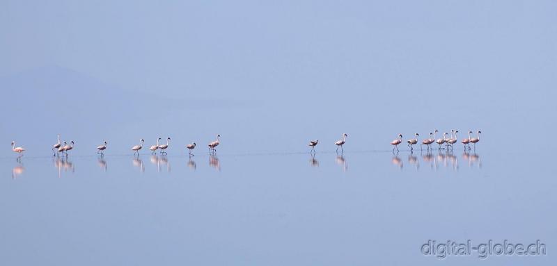 Lago, Natron, Tanzania, fotografia, natura, fauna