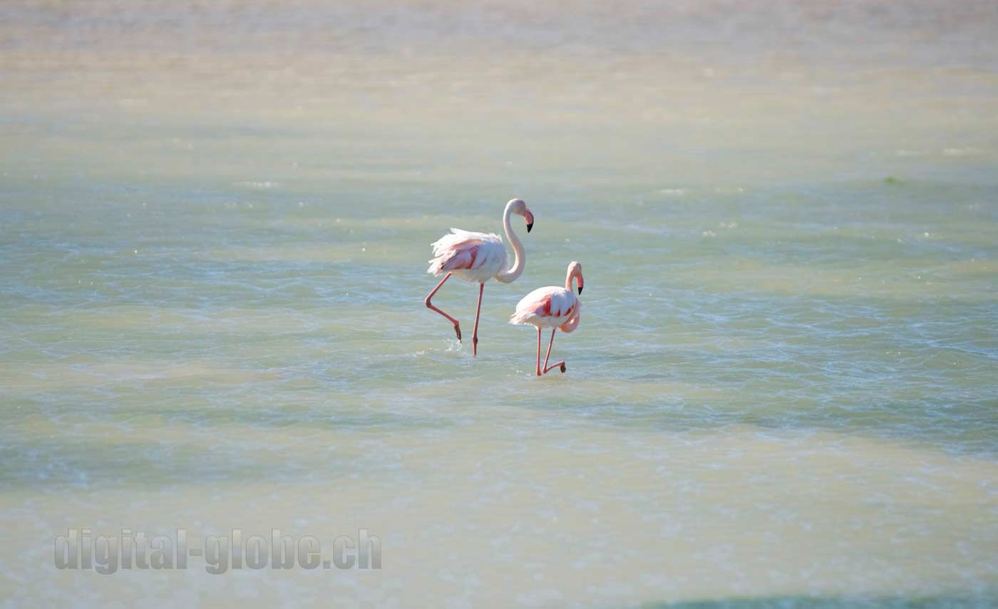 Francia, Camargue, fotografia, natura, fenicottero, cavallo, grandangolare