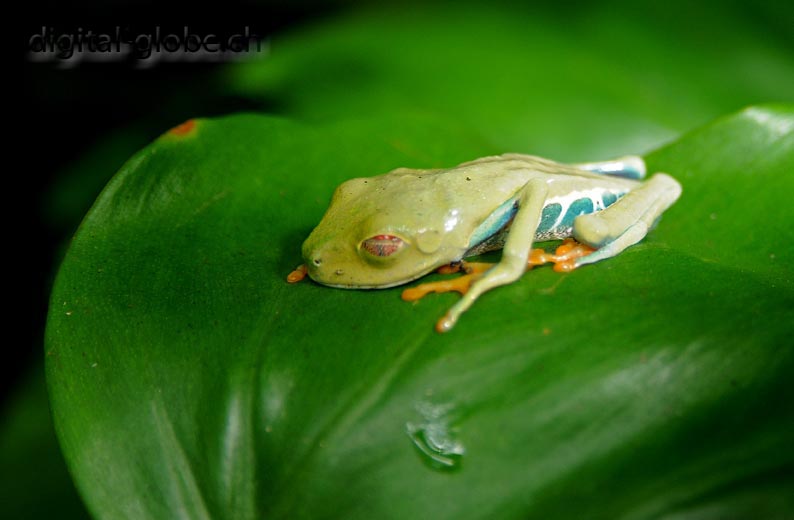 Monte Verde, Costa Rica, Centro America, fotografia naturalisitica