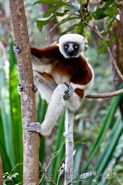 Analamazoatra, Madagascar, fotografia, lemure