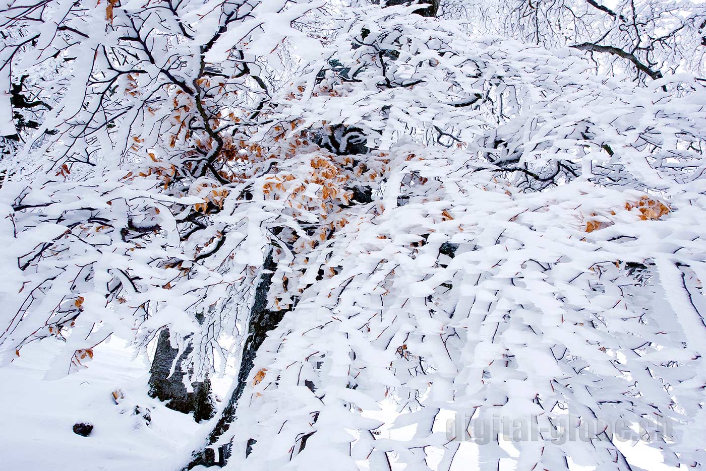 Inverno, neve, Ticino, Svizzera, fotografia, Gambarogno