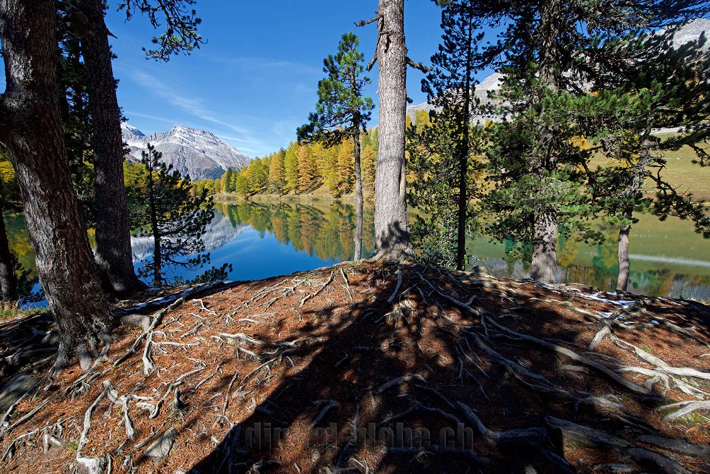 Albula, Grigioni, Svizzera, fotografia, natura