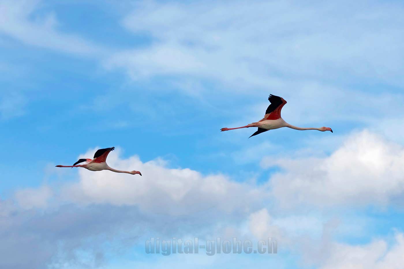 Francia, Camargue, fotografia, natura, fenicottero, cavallo, grandangolare