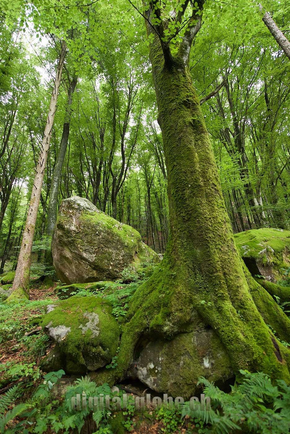 Ticino, fotografia, Verzasca, natura