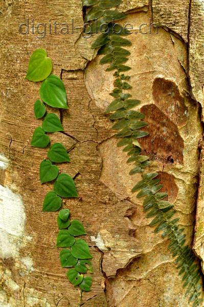 Brasile Amazzonia, fotografia, natura