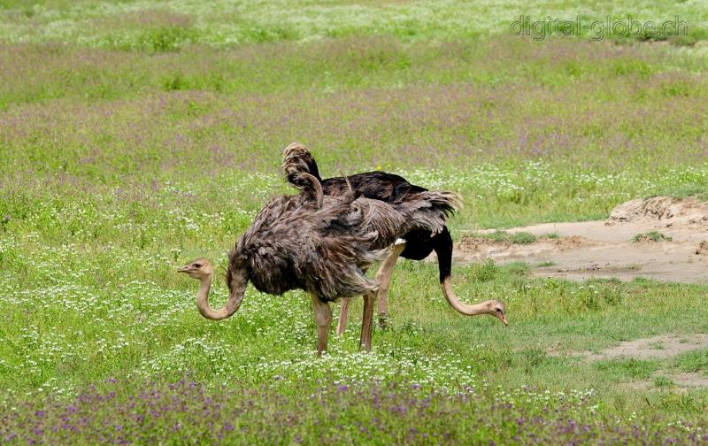 Struzzo, Ngorongoro, fotografia, natura, fauna