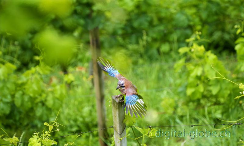 Ticino, fotografia, natura