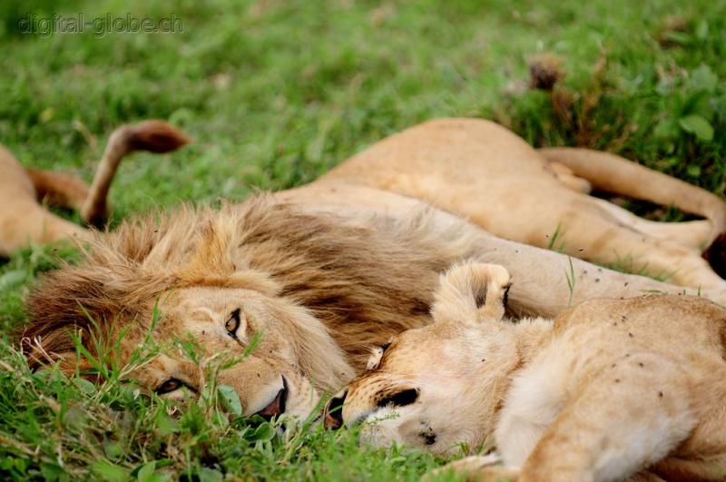 Leone, Ngorongoro, fotografia, natura, fauna, Tanzania, Africa