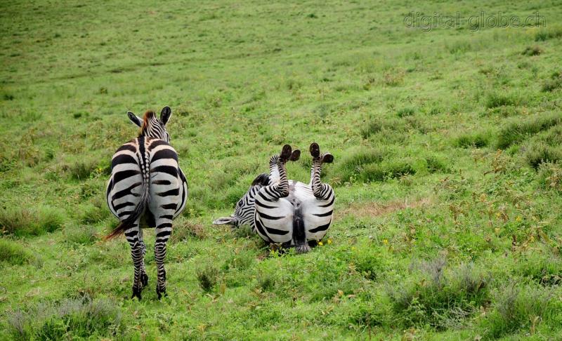 zebra, Ngorongoro, fotografia, natura, fauna, Tanzania